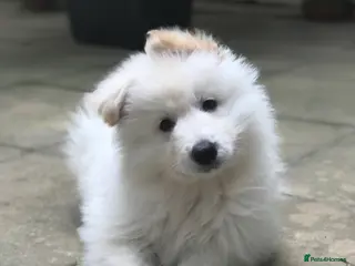 German Shepherd dogs White Shepherd Puppies in London - Advert 7