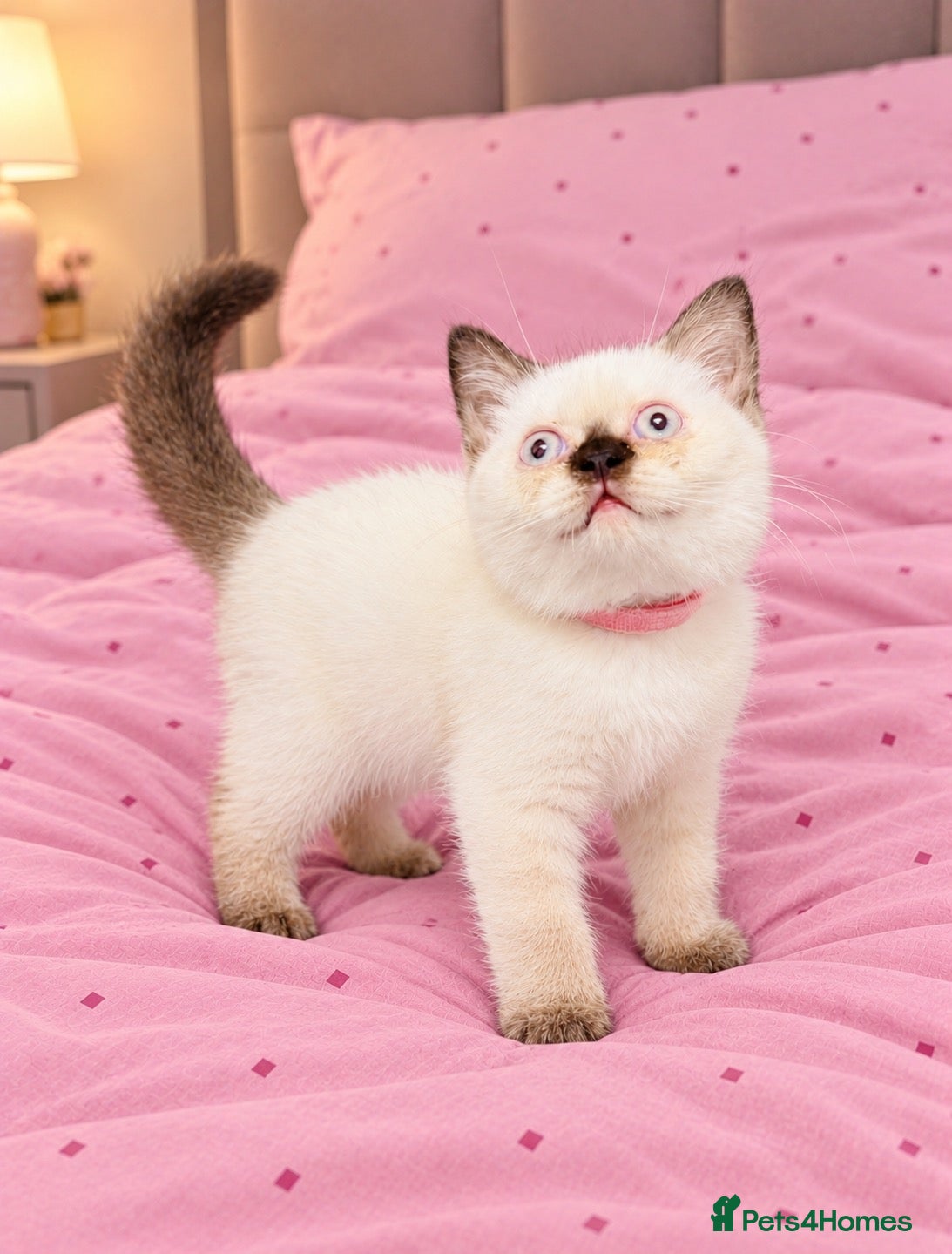British Shorthair cats Beautiful, Friendly Kitten – GCCF Registered - Advert 17