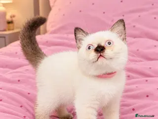 British Shorthair cats Beautiful, Friendly Kitten – GCCF Registered - Advert 5