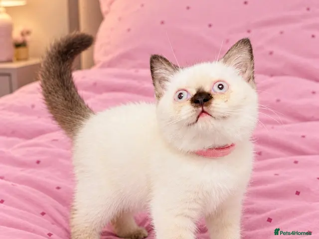 British Shorthair cats Beautiful, Friendly Kitten – GCCF Registered - Advert 5