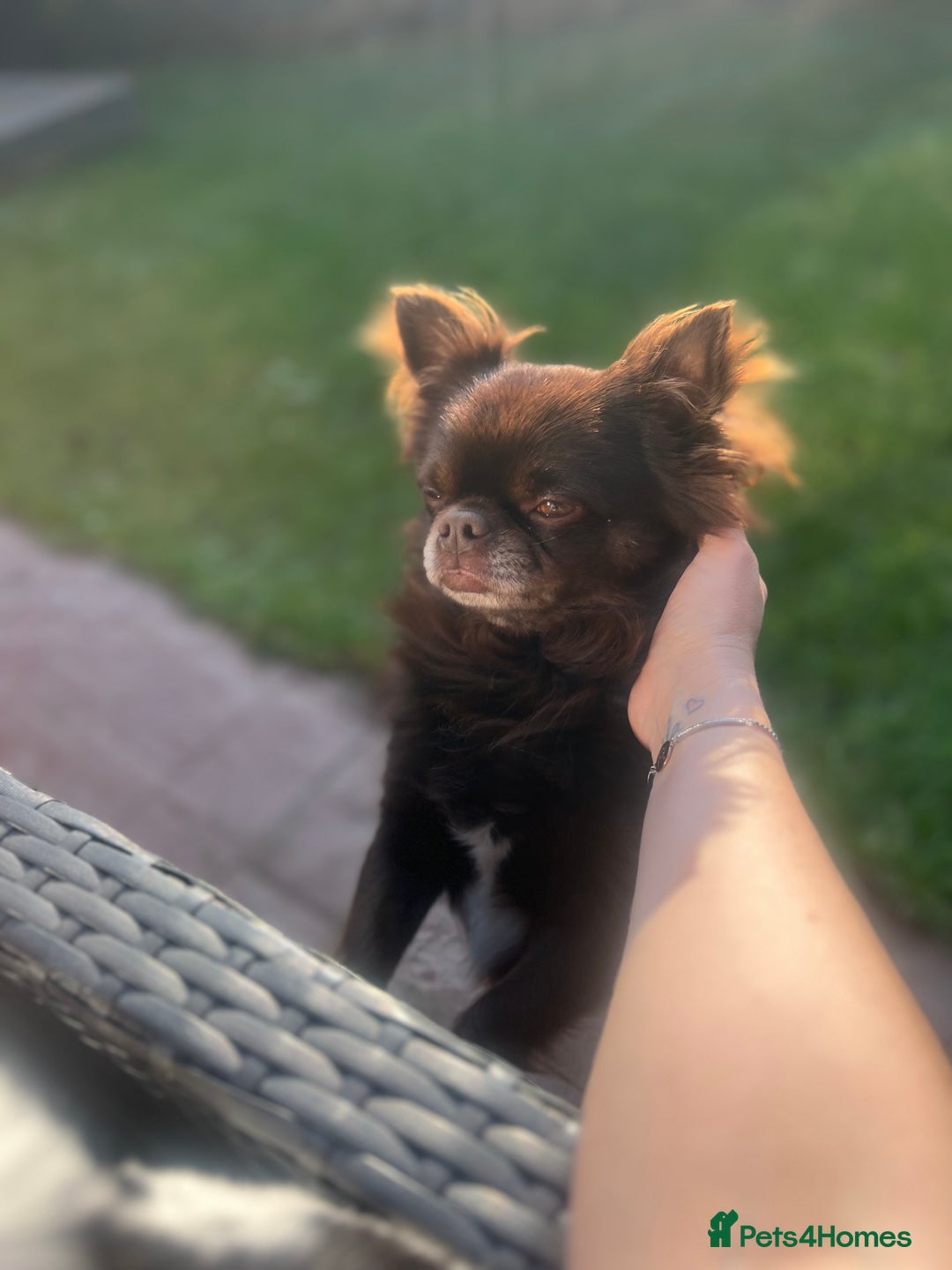 Chihuahua dogs for stud: Duke- KC Reg Chocolate Long Coat Stud Available in Tredegar - Advert 13