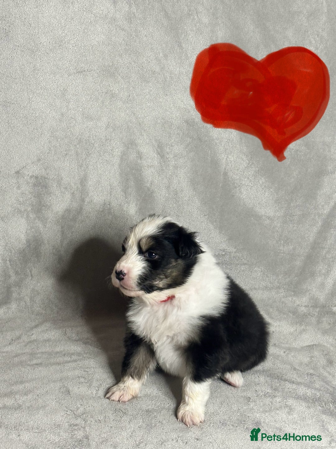 Australian Shepherd dogs for sale: KC registered Australian shepherd puppies  - Advert 23