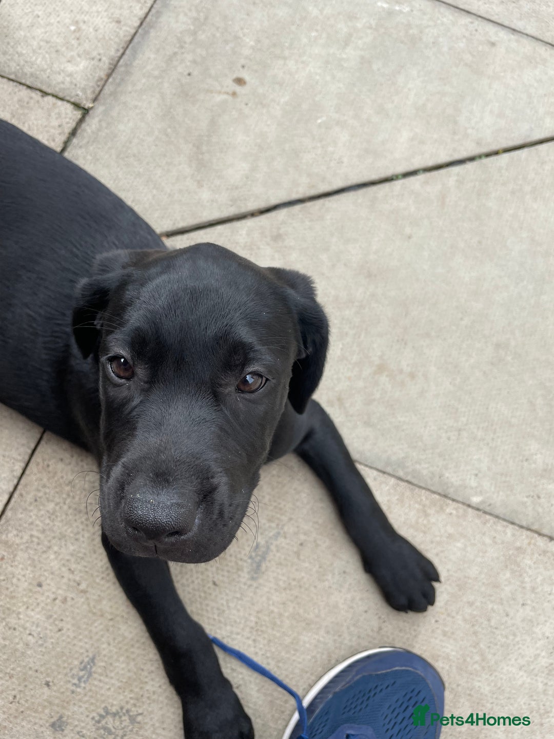 Labrador Retriever dogs for sale: BLACK LABRADOR PUPS - Image 8