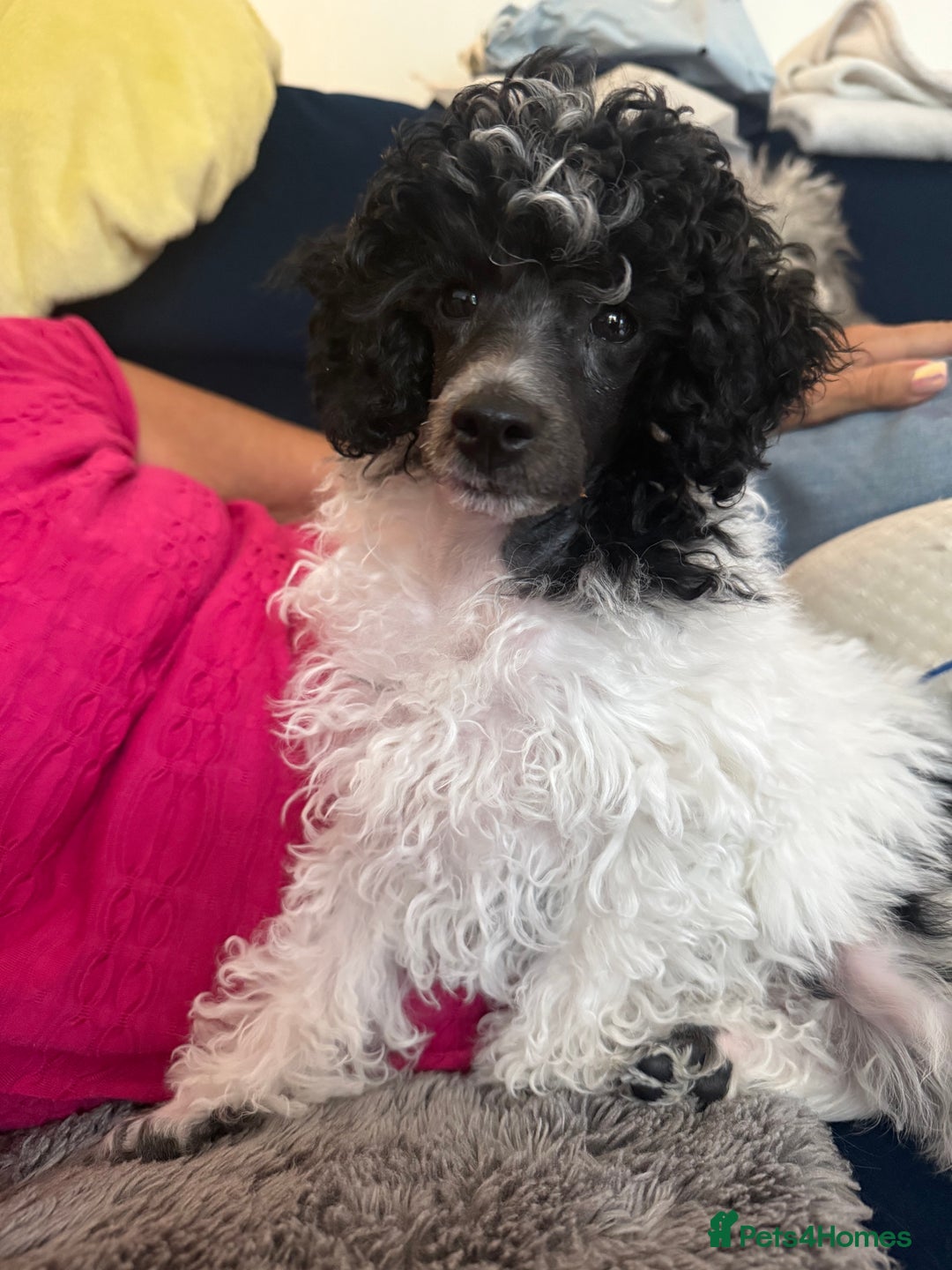 Toy Poodle dogs for sale: REDUCED 1 beautiful boy left  - Image 6