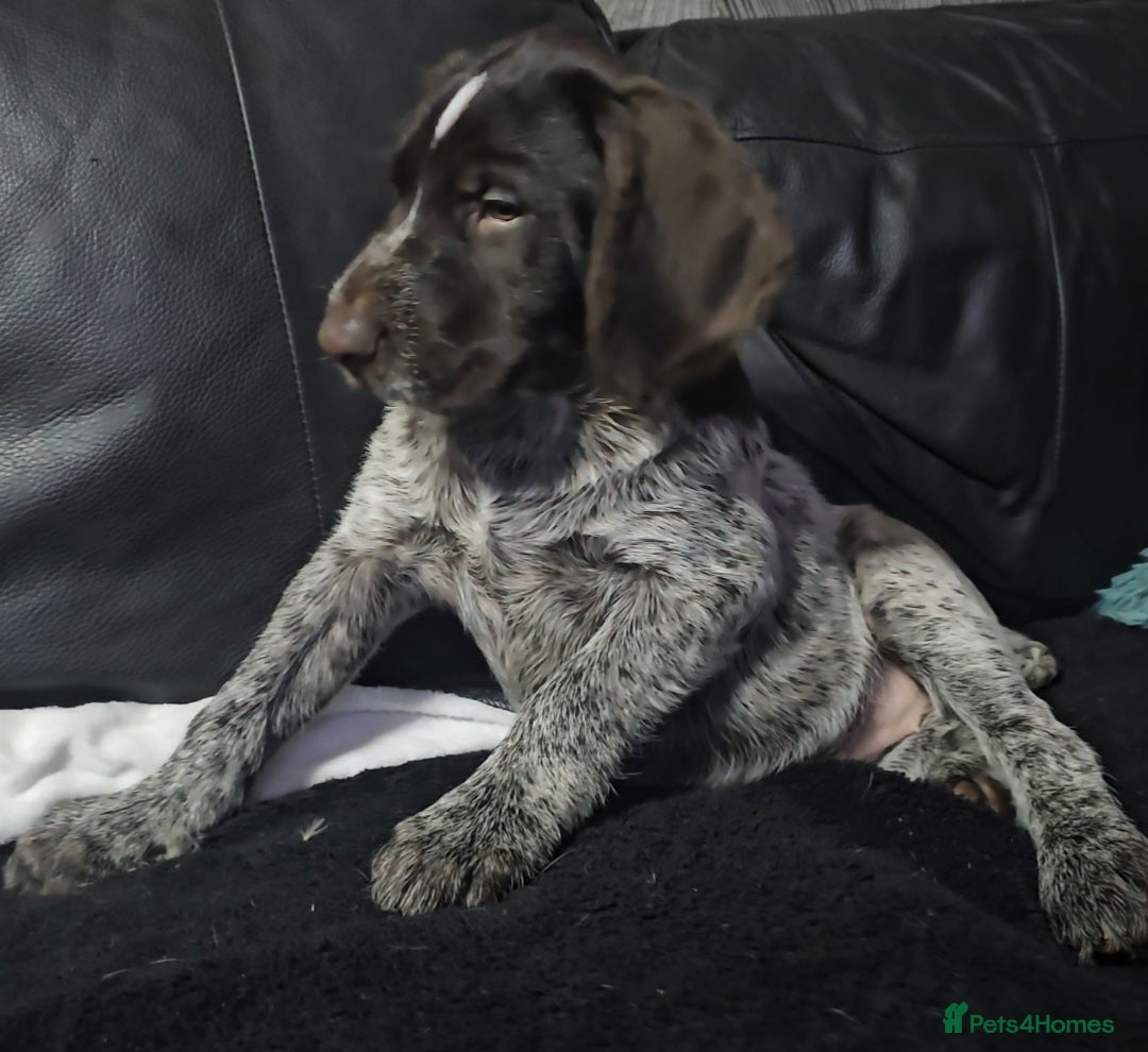 German Wirehaired Pointer dogs for sale: Female German Wirehaired pointer pup - Advert 6