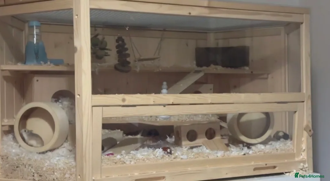 Hamster rodents for sale: Hamster Rodents 2 males with big cage  - Advert 3