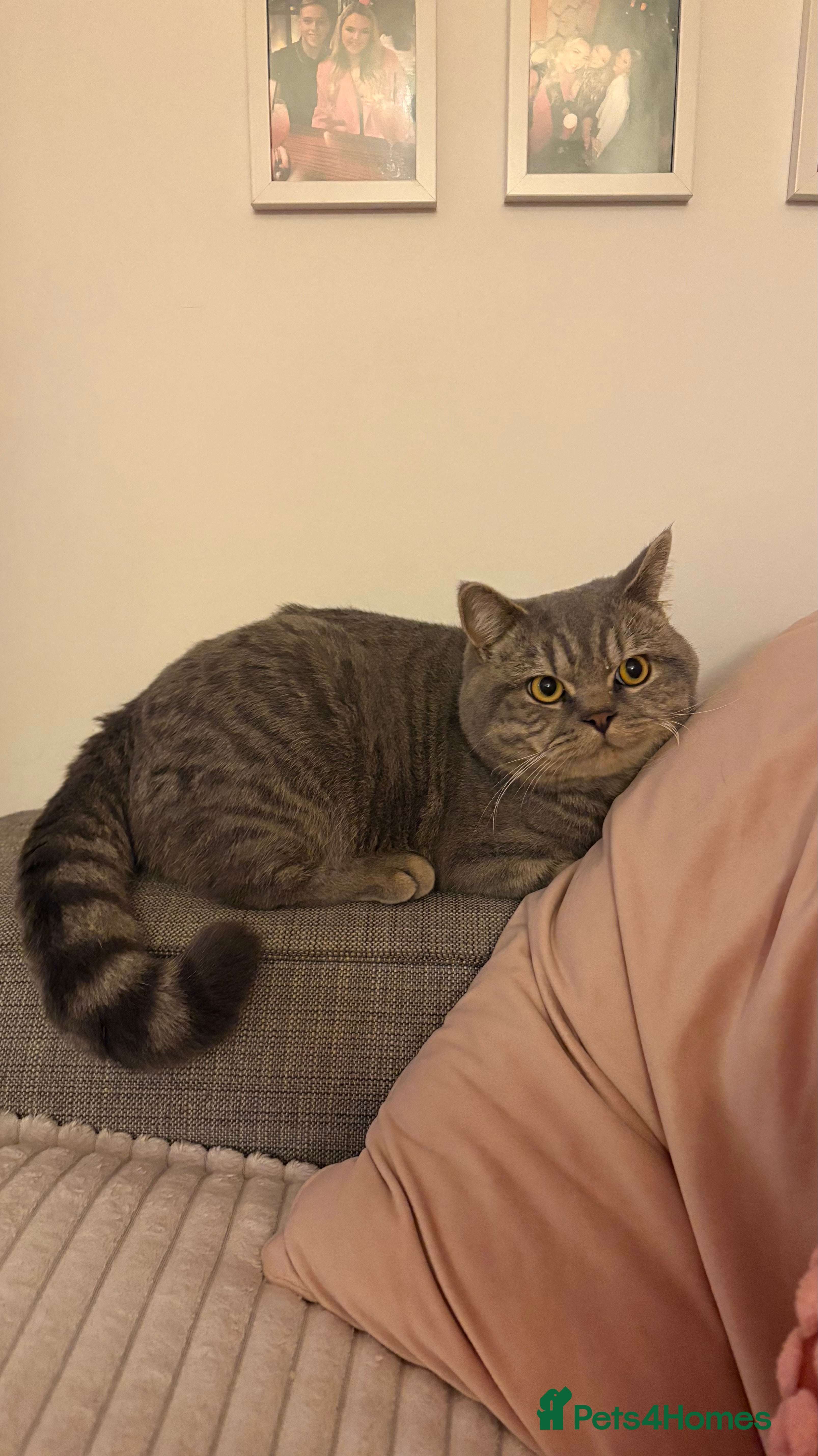 British Shorthair cats Male BSH 1 Year Old  - Advert 12