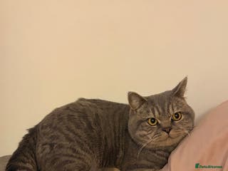 British Shorthair cats Male BSH 1 Year Old - Advert 19