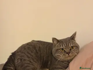 British Shorthair cats Male BSH 1 Year Old - Advert 1