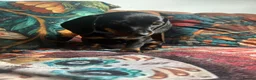 Miniature Dachshund dogs for sale: Miniature dachshund pups - Advert 14