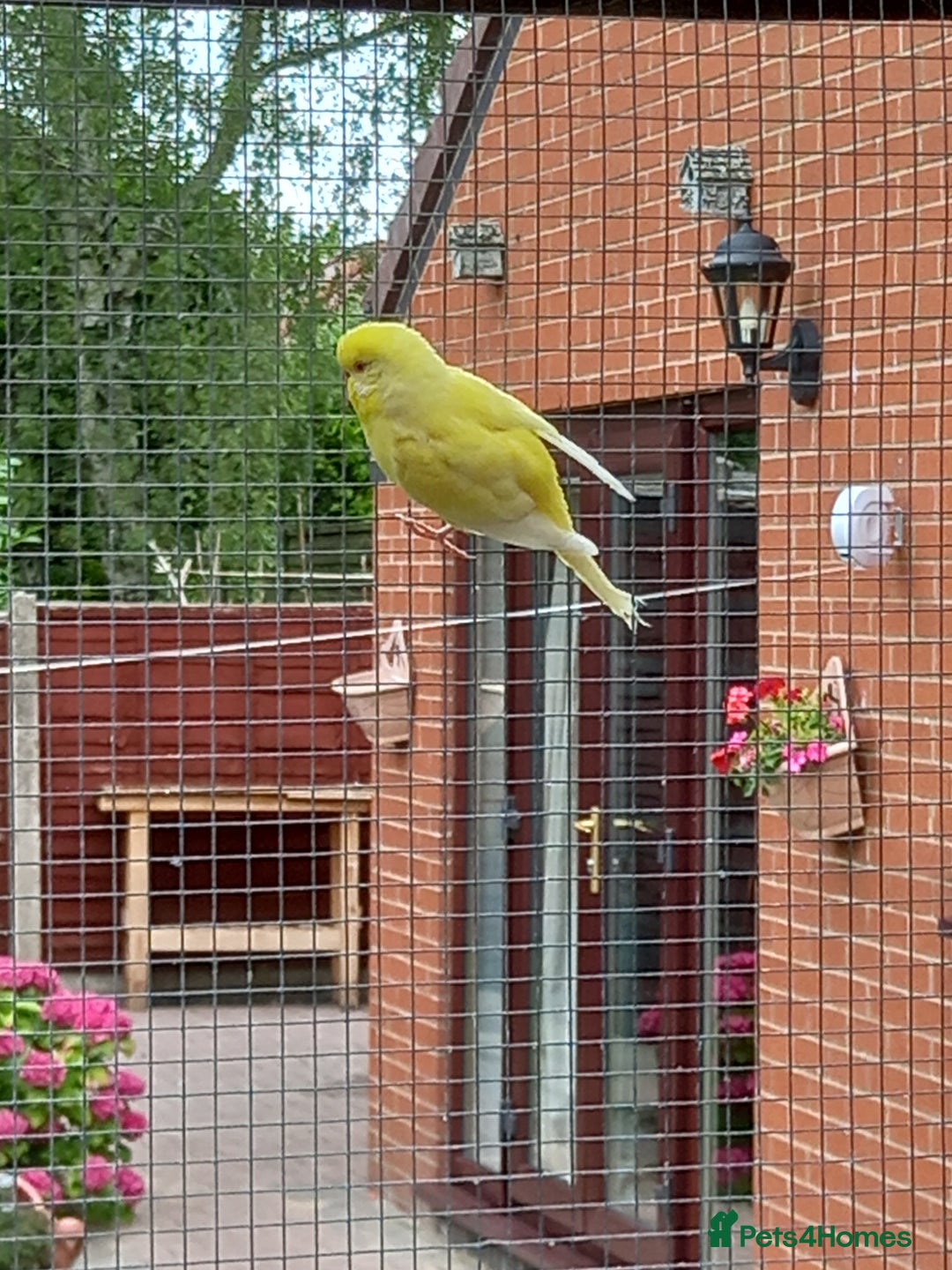 Budgerigars birds for sale: Young budgies for sale £20 sandbach cheshire - Image 6