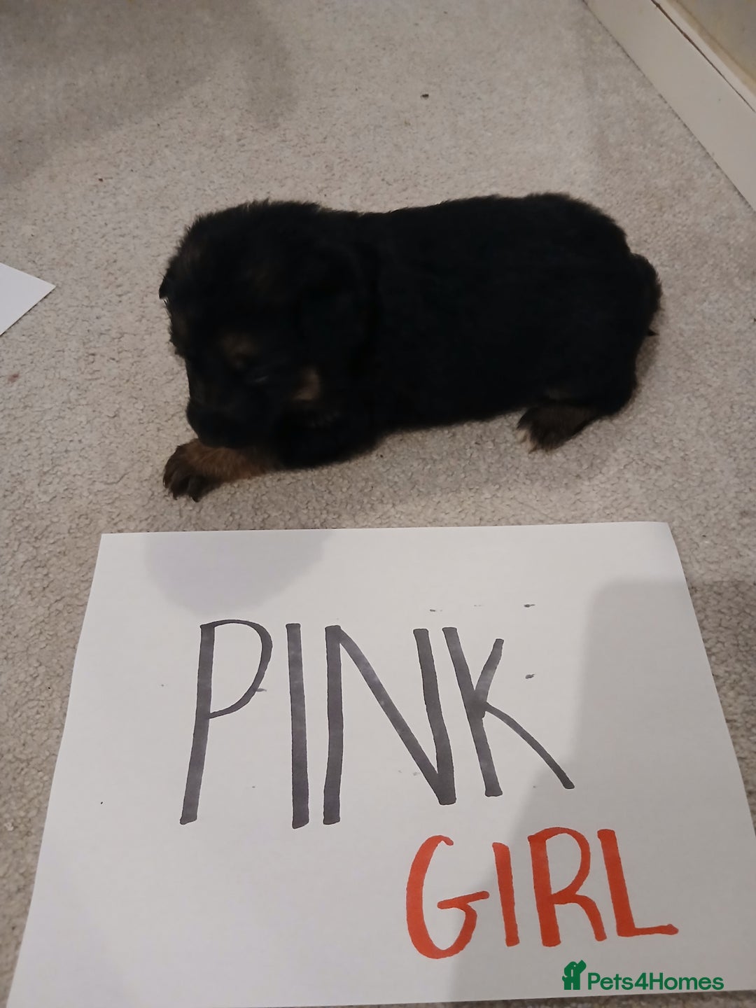 German Shepherd dogs for sale: Amazing german shepherd pups - Advert 7