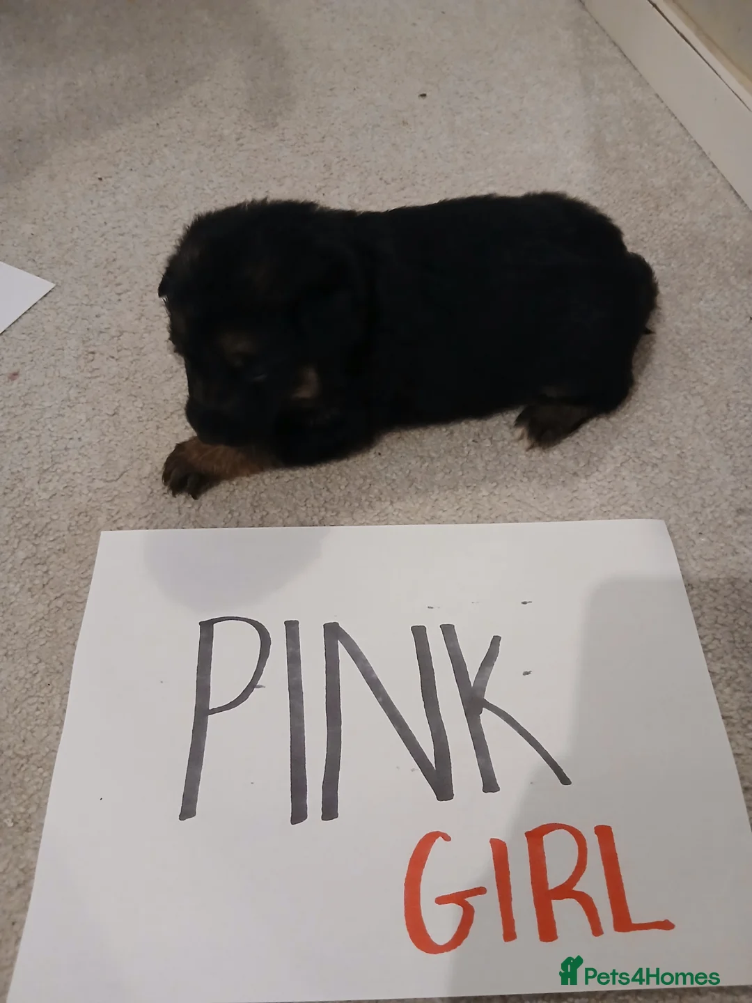 German Shepherd dogs for sale: Amazing german shepherd pups - Advert 7