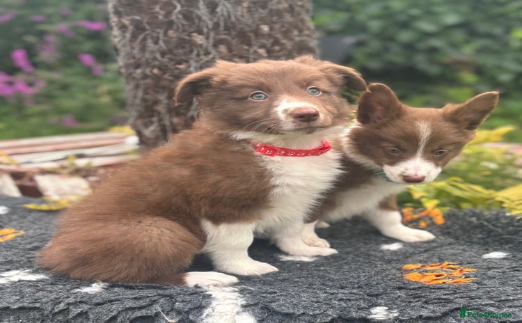 Border Collie dogs - Advert 10