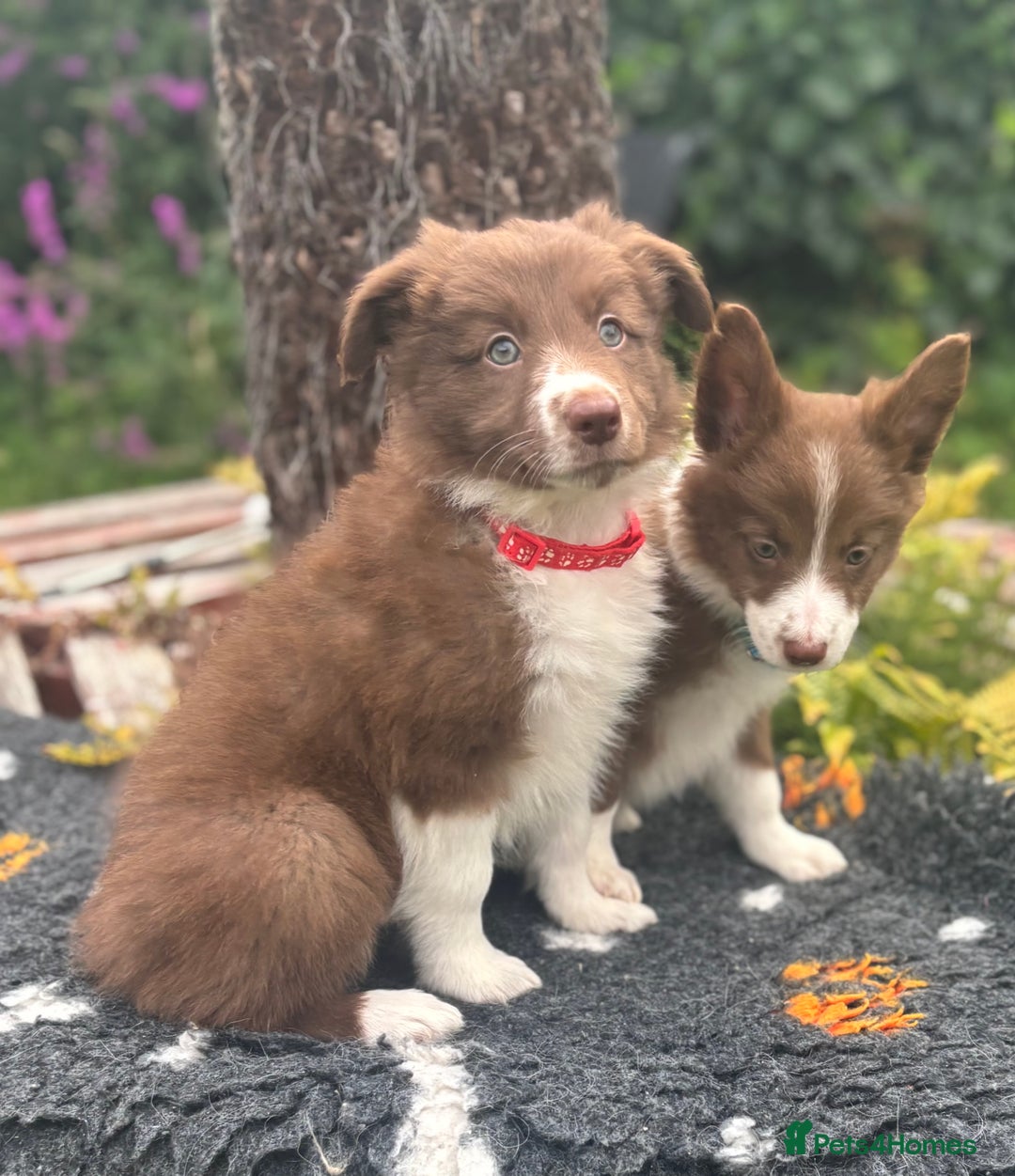 Border Collie dogs for sale: READY TO GO 2 LEFT KC Reg Red+White Border Collies - Image 1