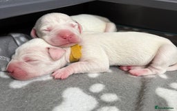 Dalmatian dogs for sale: 8 Gorgeous Dalmatian Puppies - Image 1