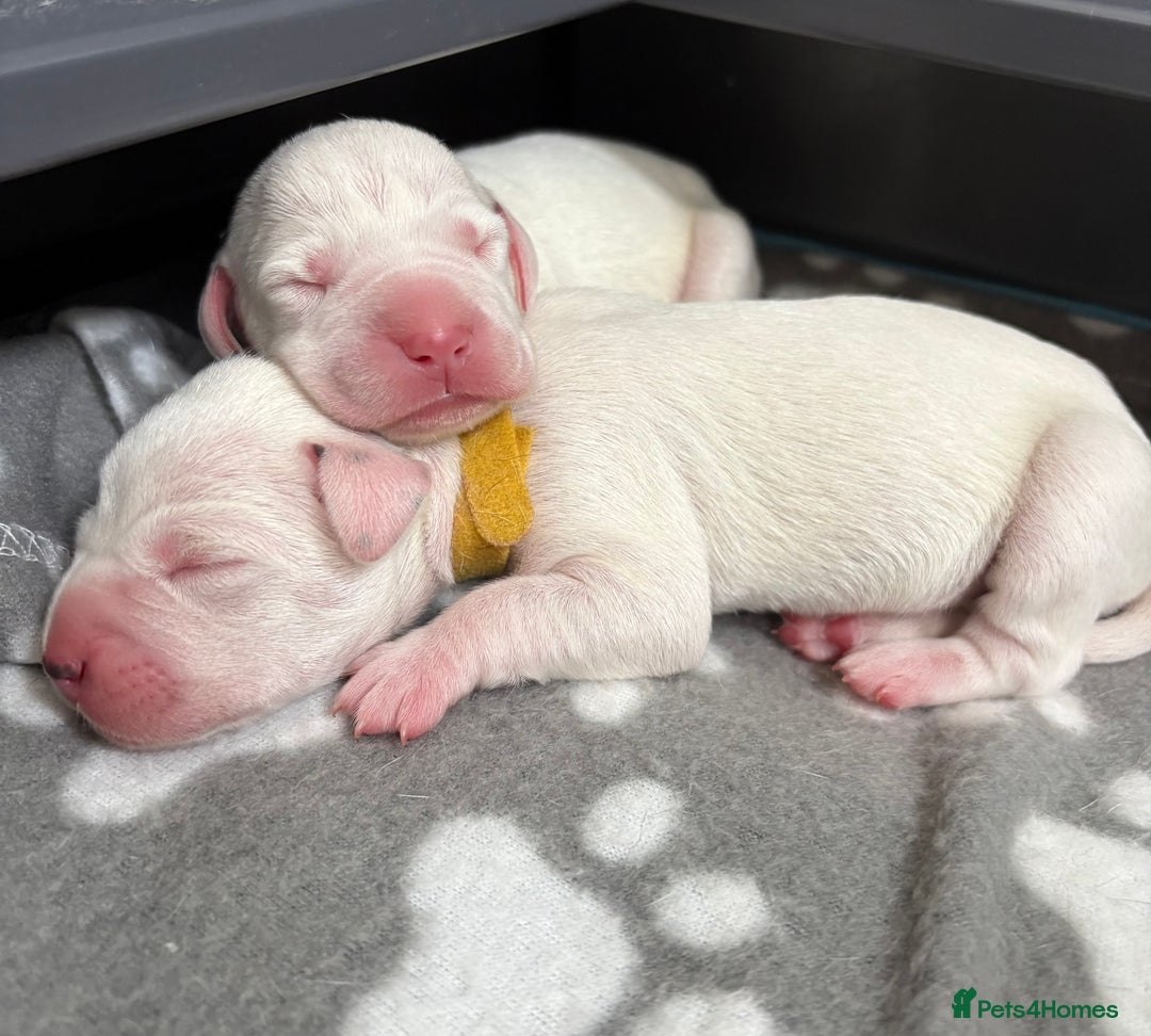 Dalmatian dogs for sale: 8 Gorgeous Dalmatian Puppies - Image 1