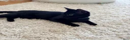 Domestic Shorthair cats for adoption: Maya, approx 7 months old - Advert 3