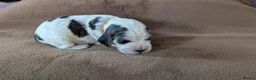 Cocker Spaniel dogs for sale: 1 lovable boy Kc registered show cocker spaniel  - Advert 33