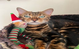 Bengal cats for sale: Marble Bengal Adult Female  - Image 5