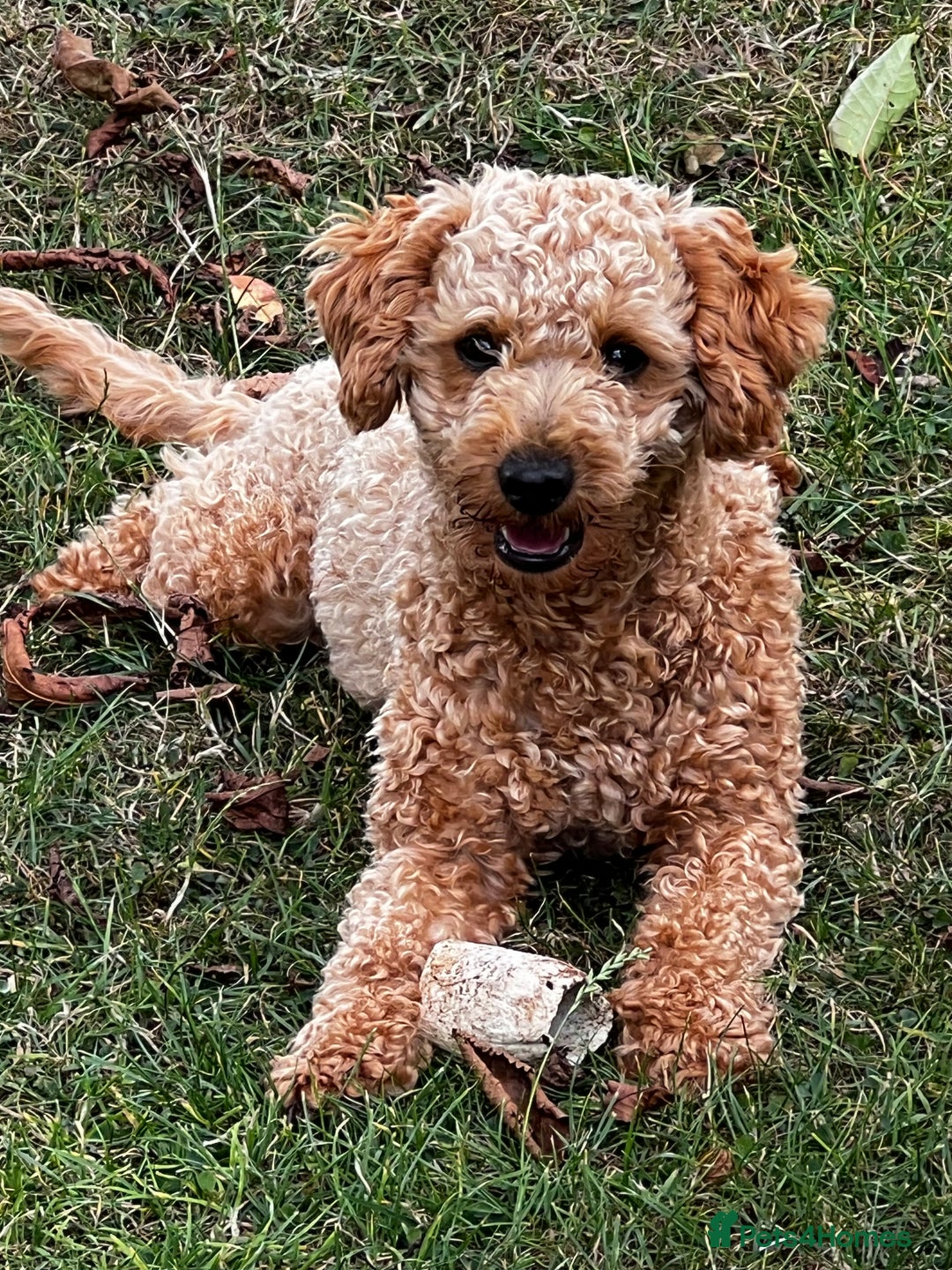 Toy Poodle dogs for stud: KC Registered Red Toy Poodle Fully DNA Tested in Radstock - Image 16