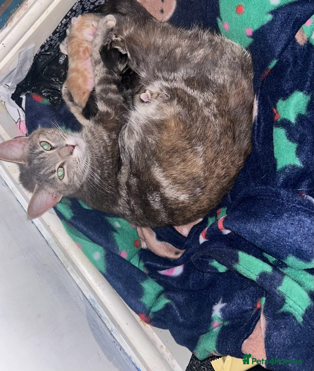 Mixed Breed cats for sale: 4 beautiful mixed breed kittens  - Advert 1