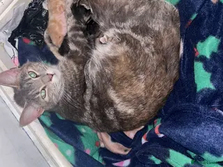 Mixed Breed cats 4 beautiful mixed breed kittens - Advert 1