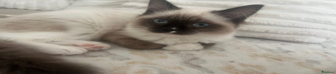 Ragdoll Kitten 1