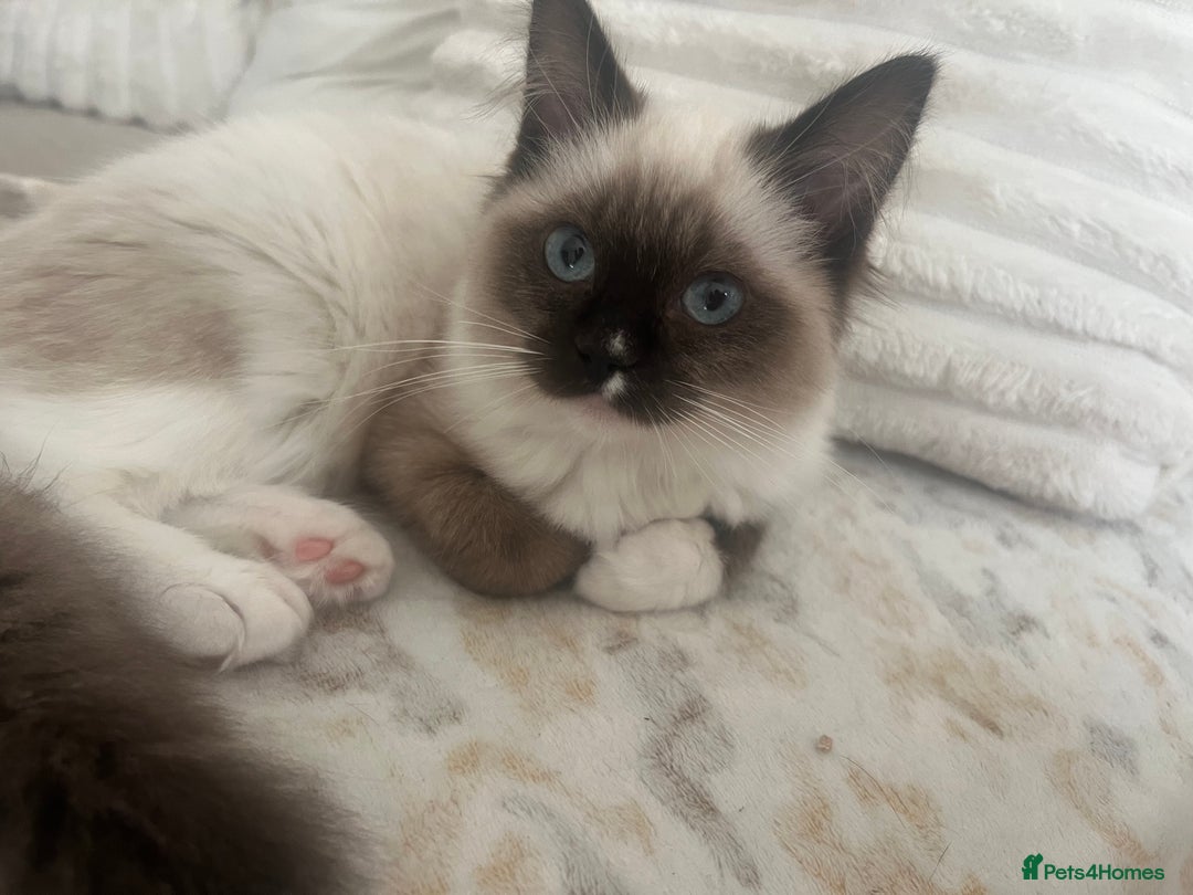 Ragdoll cats for sale: Two beautiful Ragdoll girls available  - Image 2