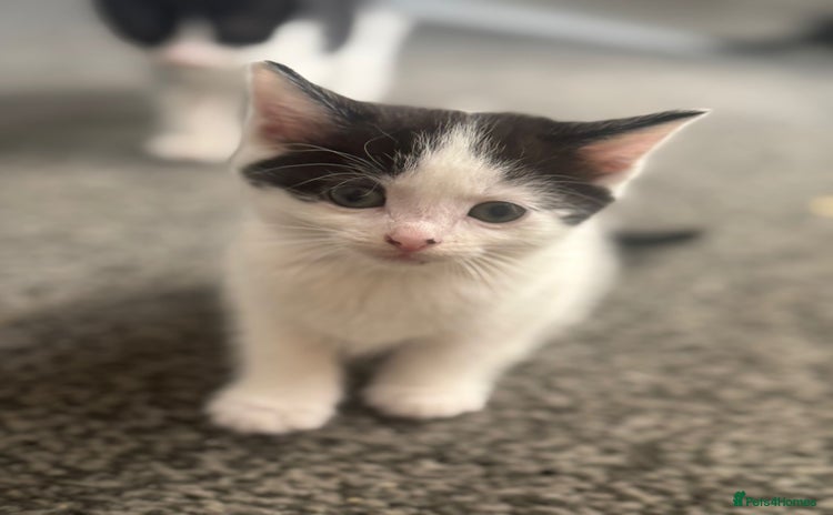 Mixed Breed cats - Advert 1