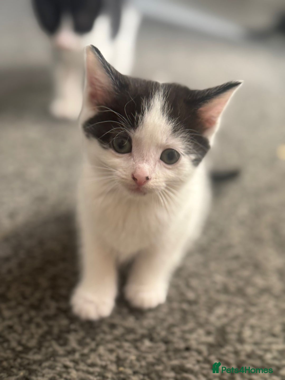 Mixed Breed cats for sale: WHITE and black beautiful kittens. READY NOW - Image 1