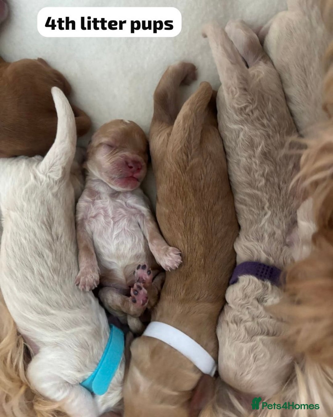 Cockapoo dogs for stud: F1b cockapoo for stud NOT FOR SALE - Image 30