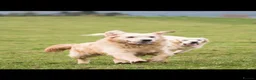 Golden Retriever dogs for sale: Fantastic Golden Retrievers in Llanrwst - Advert 6