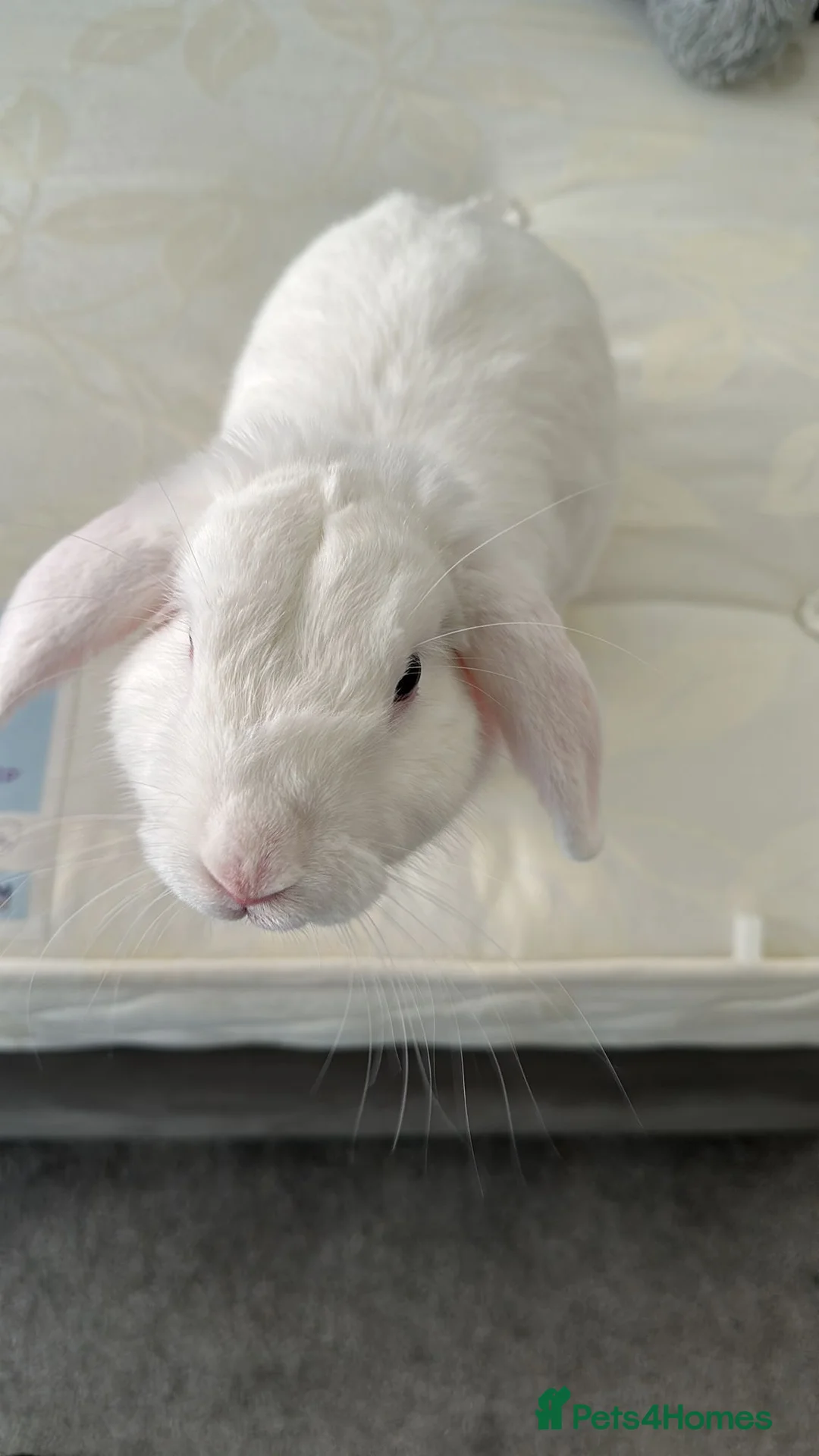 English Lop rabbits for sale: Large indoor Bunny  in Oban - Advert 2