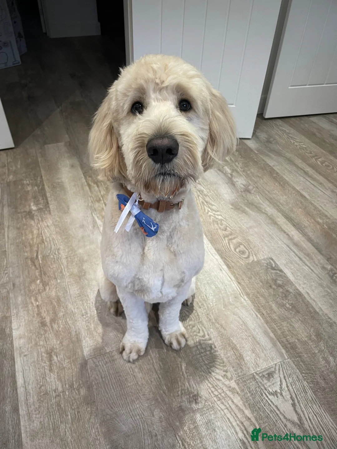 Goldendoodle dogs for sale: Max the Goldendoodle in Lincoln - Advert 2