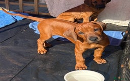 Rhodesian Ridgeback dogs for sale: Rhodesian Ridgeback 1 pup left in Lostwithiel - Image 4
