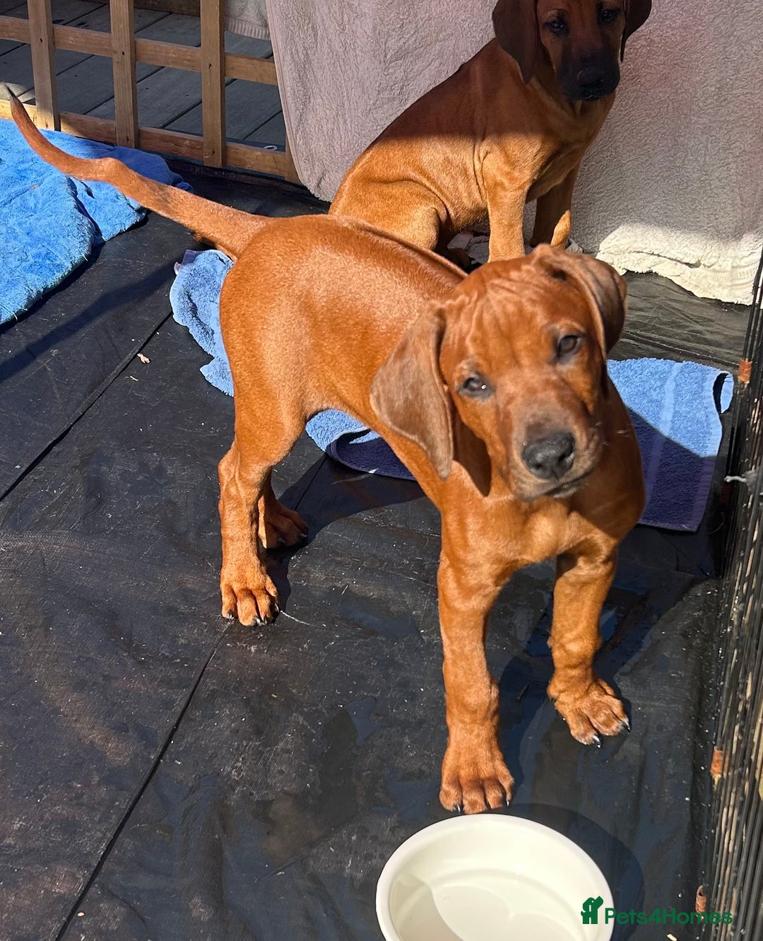 Rhodesian Ridgeback dogs for sale: Rhodesian Ridgeback 1 pup left in Lostwithiel - Image 4