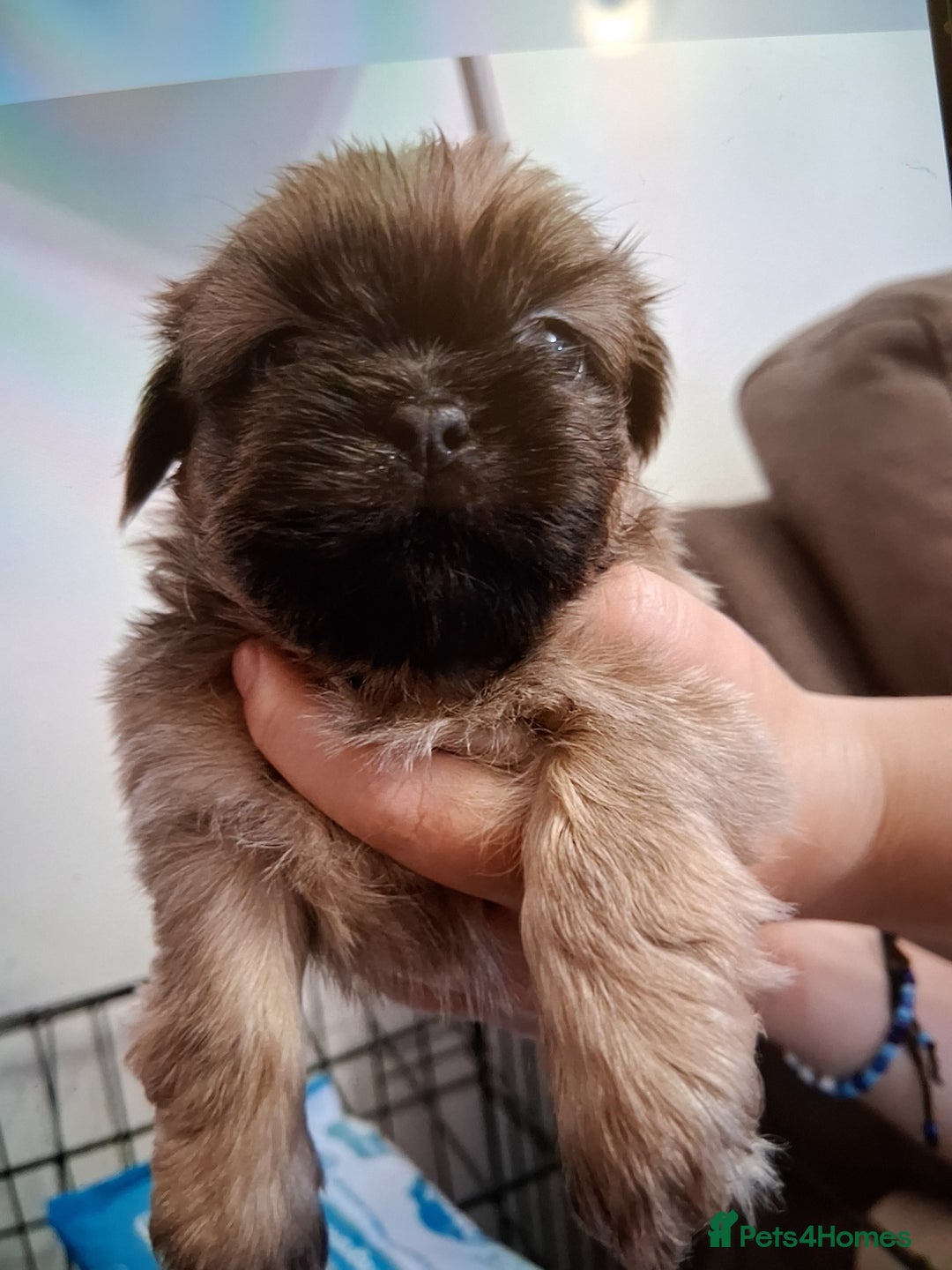 Shih Tzu dogs for sale: Imperial shishi shih tzu - Image 18