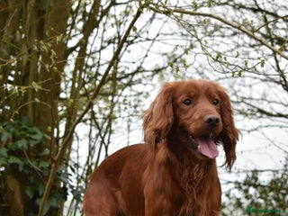 Cocker Spaniel dogs in Dorchester - Advert 16