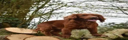 Cocker Spaniel dogs for stud: Working Cocker Spaniel , Cear PRA, FN AMS,PP in Dorchester - Advert 2