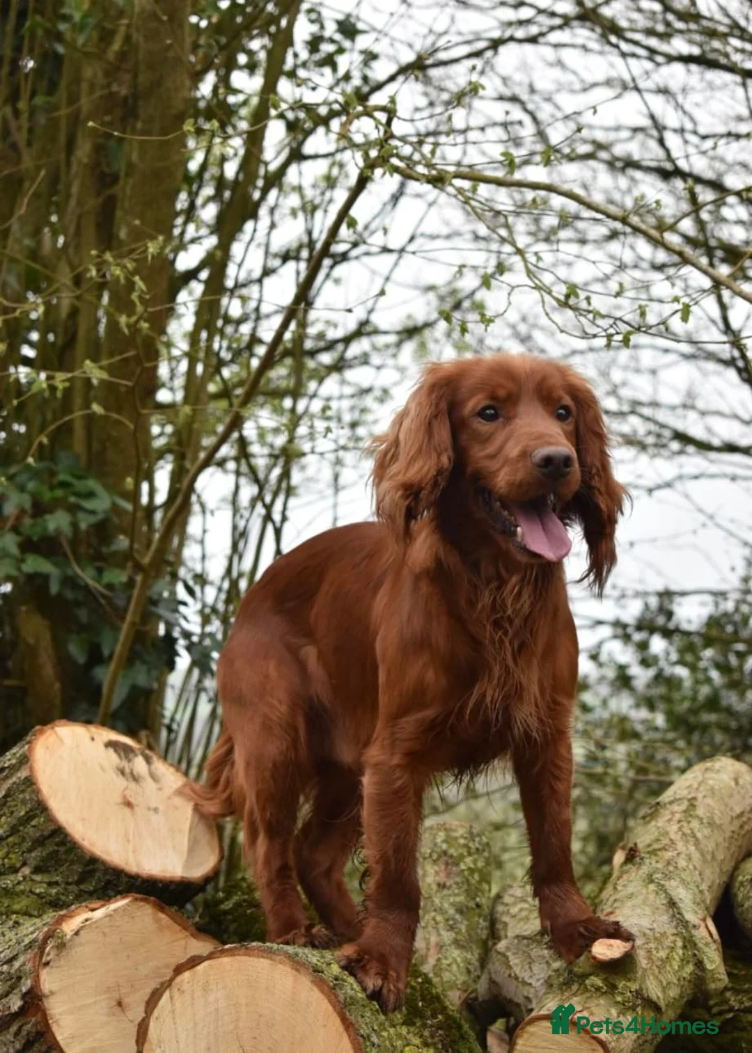 Cocker Spaniel dogs for stud: Working Cocker Spaniel , Cear PRA, FN AMS,PP in Dorchester - Advert 2