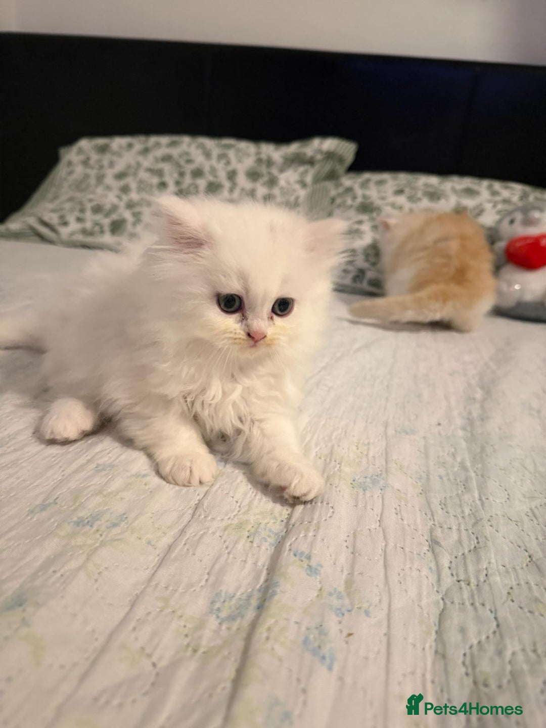 Persian cats for sale: Persian kittens, 3 boys and 1 girl - Advert 2