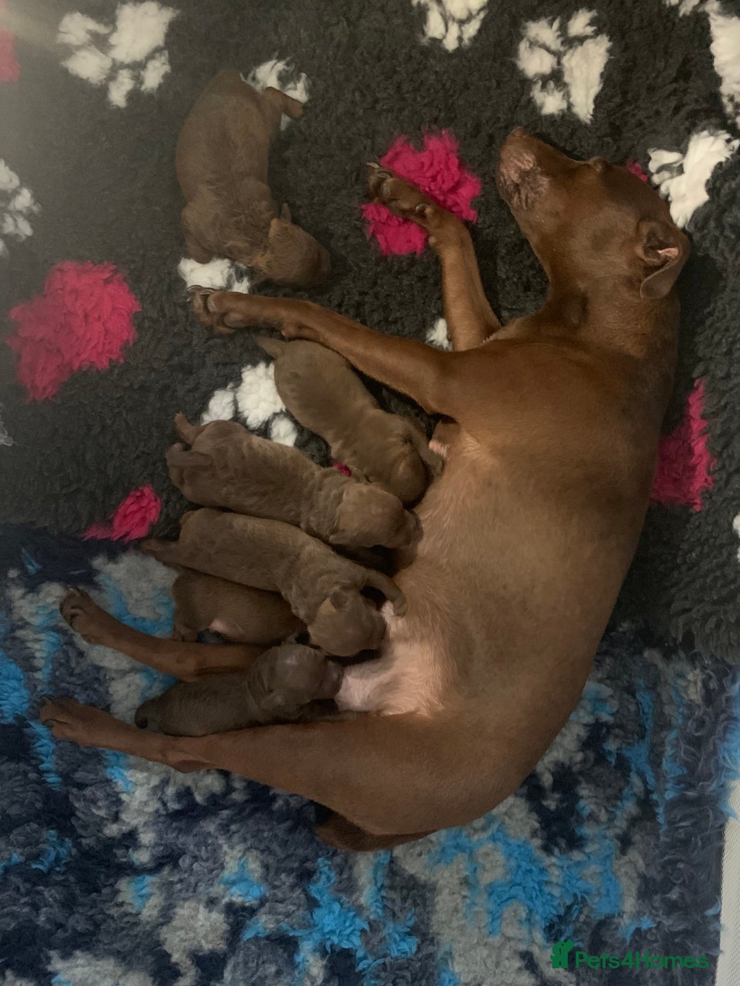 Patterdale Terrier dogs for sale: Beautiful chocolate patterdale terriers  - Image 10