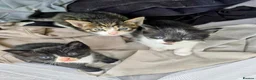 Mixed Breed cats for sale: One tabby boy left - Advert 2