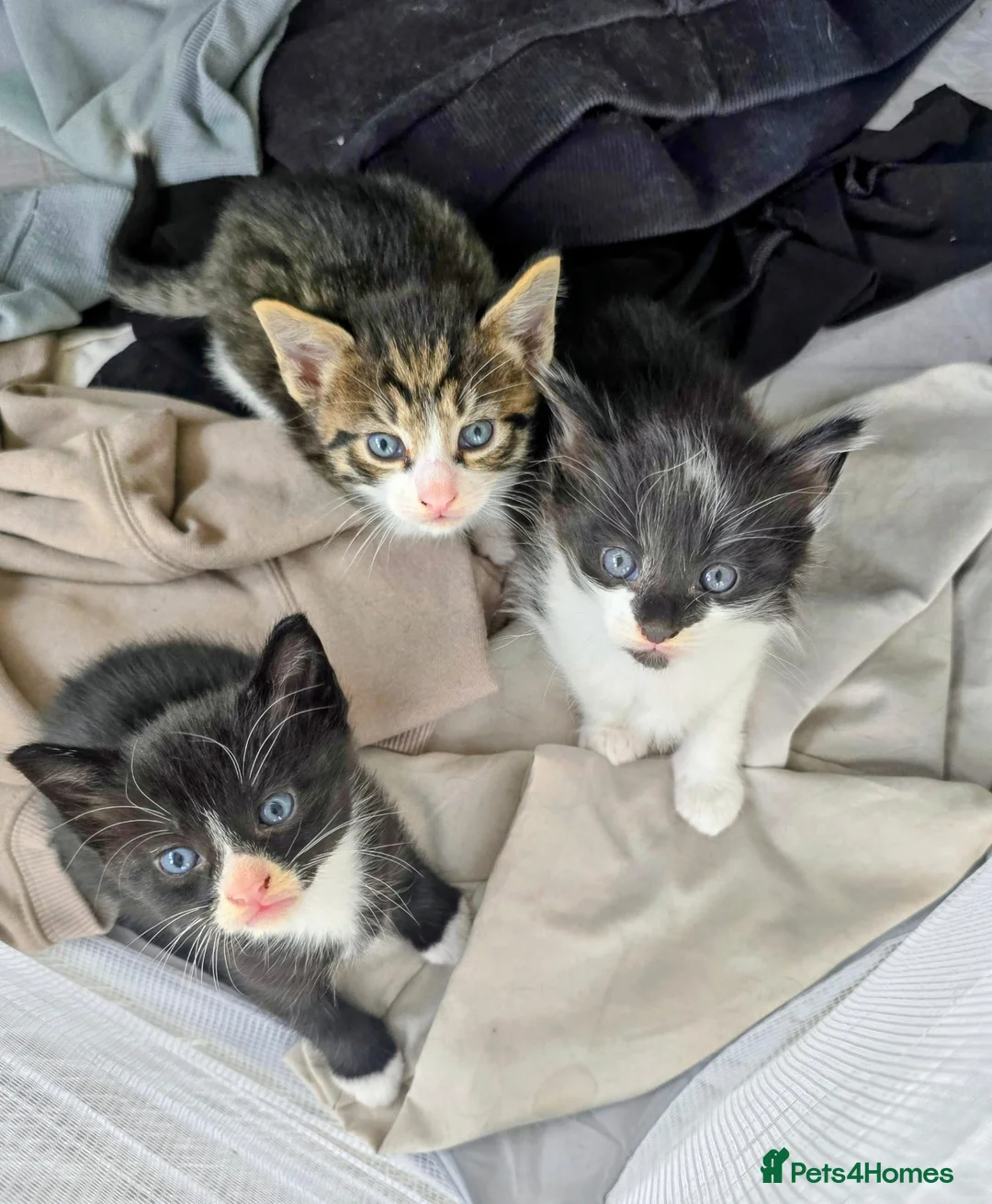 Mixed Breed cats for sale: One tabby boy left - Advert 2