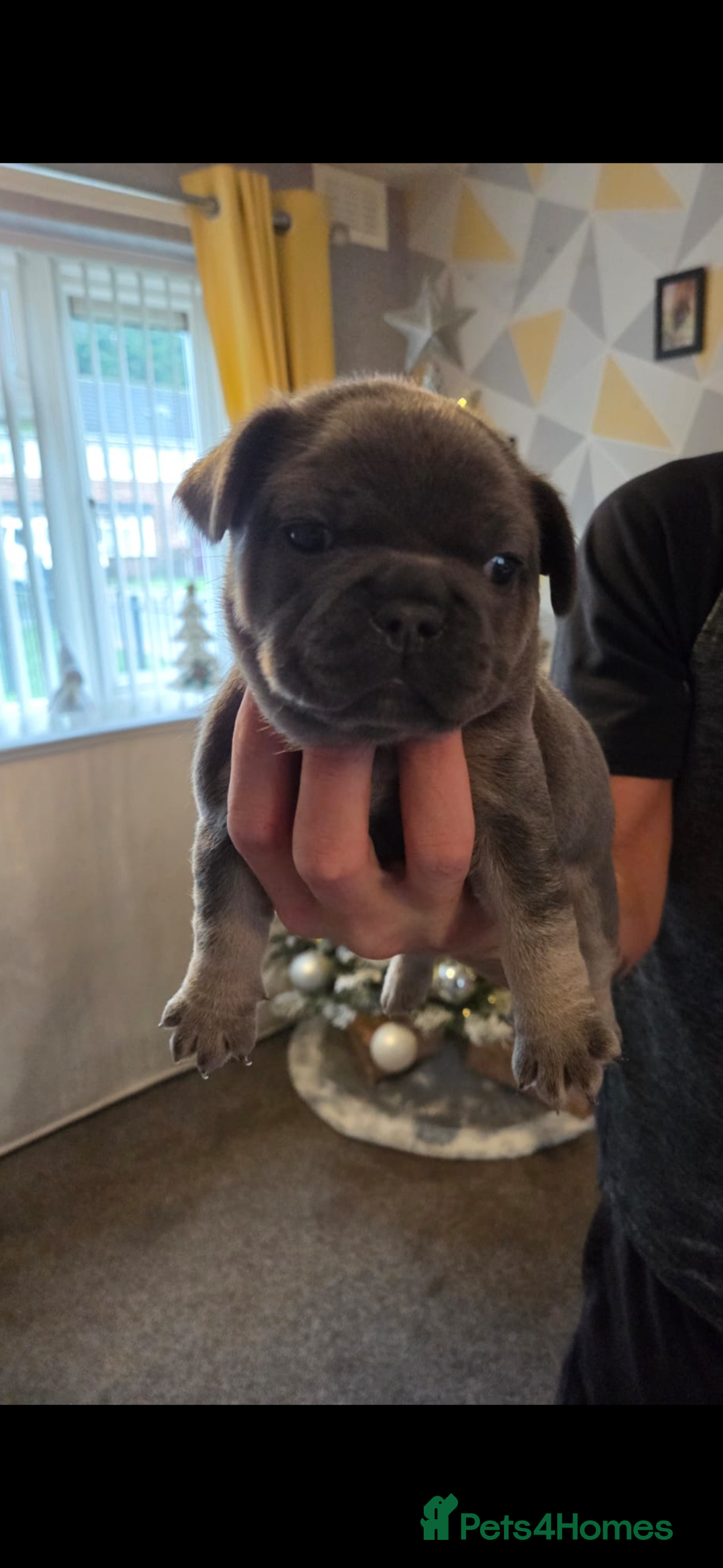 French Bulldog dogs for sale: French bulldog puppies - Advert 4
