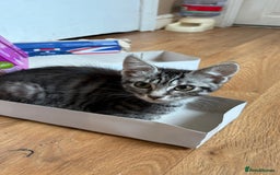 British Shorthair cats for sale: Kittens  - Image 9