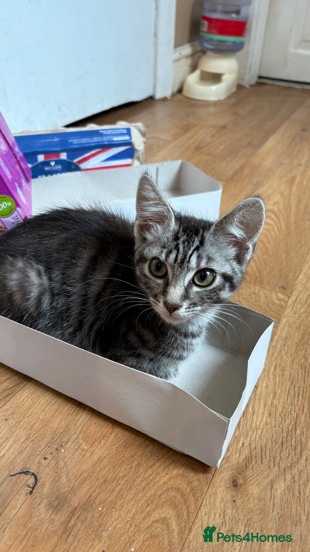 British Shorthair cats for sale: Kittens  - Image 9