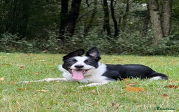 Border Collie dogs for sale: border collie pup - Advert 1