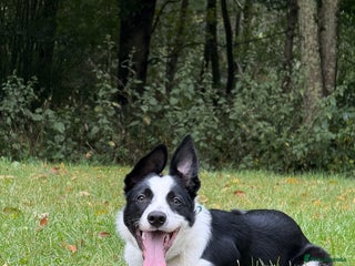 Border Collie dogs for sale: border collie pup - Advert 1